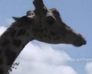 Stoute meisjes Giraffe heeft trek in een stijve paal